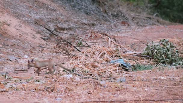 Two fennec foxes playing early morning — Stock Video