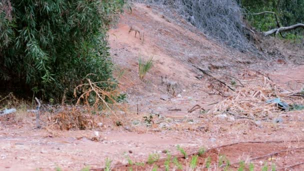 Sabah erken eğlenceli oyun üç rezene tilki — Stok video