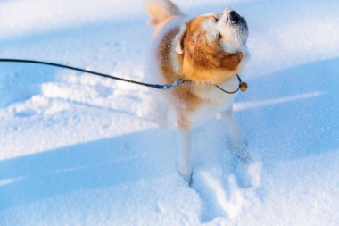 Akita Inu 'nun kış parkındaki köpek portresi. Karlı kış arkaplanı. Güneşli bir gün.