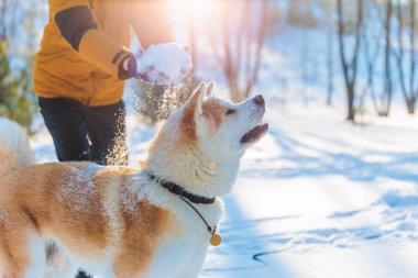 Park yerinde Akita Inu köpeği olan genç adam. Karlı kış arkaplanı. Güneşli bir gün. Bir adamla köpek arasındaki arkadaşlık kavramı..