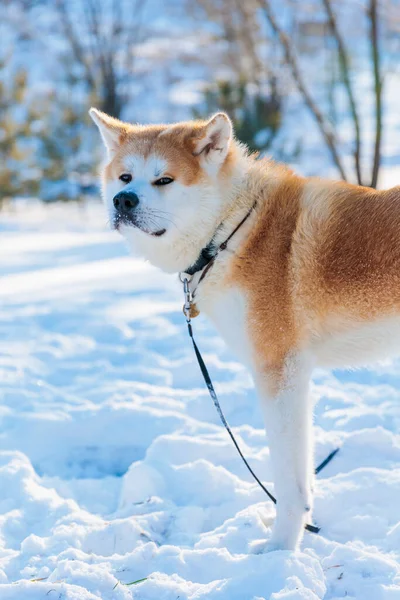 Портрет Собаки Акиты Ину Зимнем Парке Снежный Зимний Фон Солнечный — стоковое фото