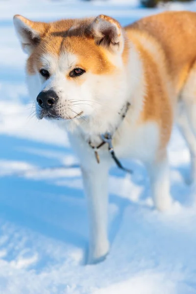 冬の公園で秋田犬の肖像画 雪の冬の背景 晴れた日 — ストック写真