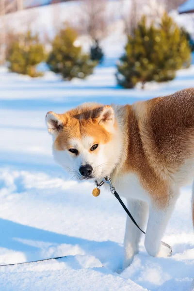 Retrato Perro Akita Inu Parque Invierno Fondo Invierno Nevado Día —  Fotos de Stock