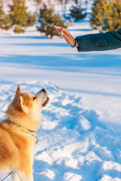 Портрет Собаки Акиты Ину Зимнем Парке Снежный Зимний Фон Солнечный — стоковое фото