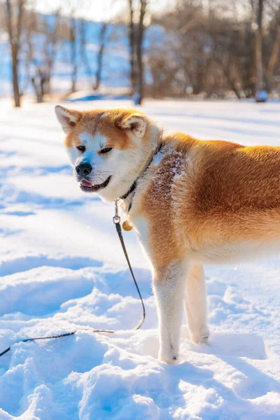 Akita Inu Nun Kış Parkındaki Köpek Portresi Karlı Kış Arkaplanı — Stok fotoğraf