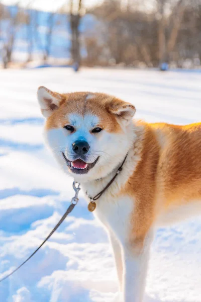 Akita Inu Hundeporträt Winterpark Verschneite Winterlandschaft Sonniger Tag — Stockfoto