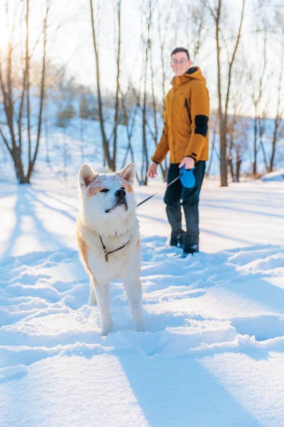 Молодой Человек Собакой Акита Ину Парке Снежный Зимний Фон Солнечный — стоковое фото