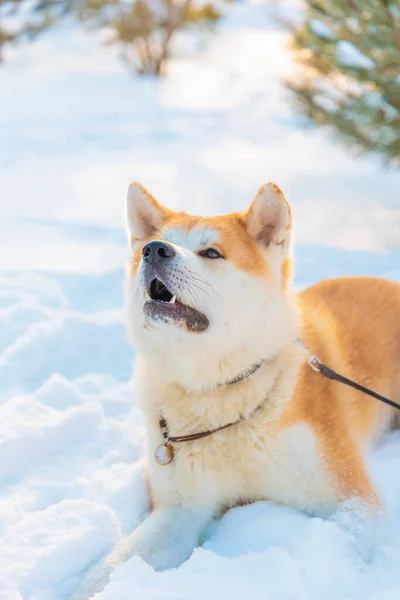冬の公園で秋田犬の肖像画 雪の冬の背景 晴れた日 — ストック写真