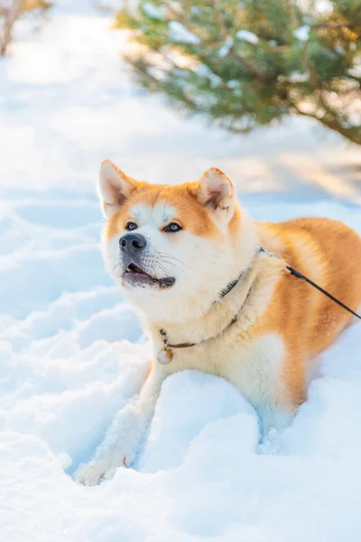 Retrato Perro Akita Inu Parque Invierno Fondo Invierno Nevado Día —  Fotos de Stock