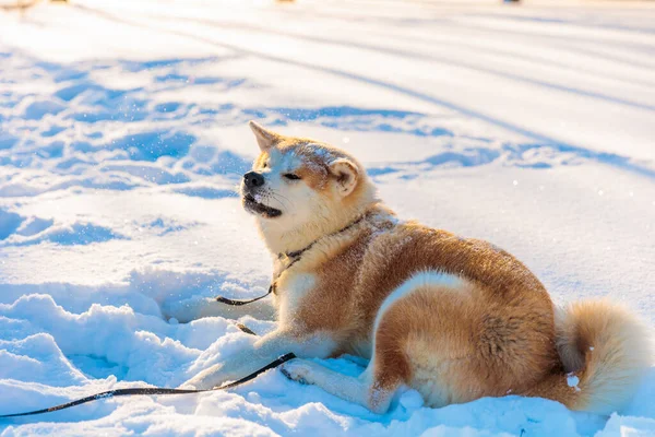 Akita Inu Nun Kış Parkındaki Köpek Portresi Karlı Kış Arkaplanı Stok Resim