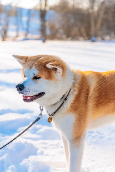 Акіта Іну Портрет Собак Зимовому Парку Сніжний Зимовий Фон Сонячний Ліцензійні Стокові Фото