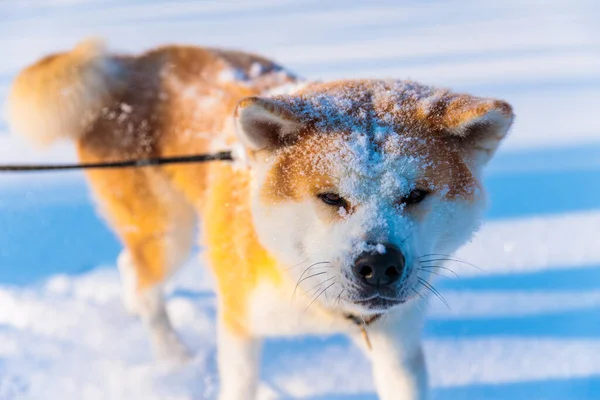 Akita Inu Nun Kış Parkındaki Köpek Portresi Karlı Kış Arkaplanı Telifsiz Stok Fotoğraflar