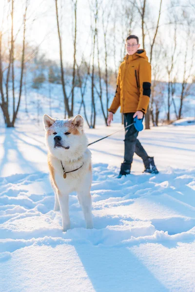 Молодий Чоловік Собакою Акіта Іну Парку Сніжний Зимовий Фон Сонячний Ліцензійні Стокові Зображення