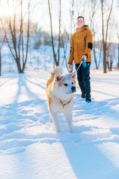 Молодий Чоловік Собакою Акіта Іну Парку Сніжний Зимовий Фон Сонячний Стокове Зображення