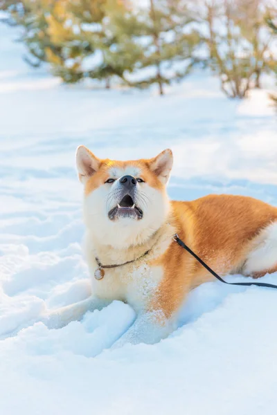 Akita Inu Psí Portrét Zimním Parku Zasněžené Zimní Pozadí Slunečný Royalty Free Stock Fotografie