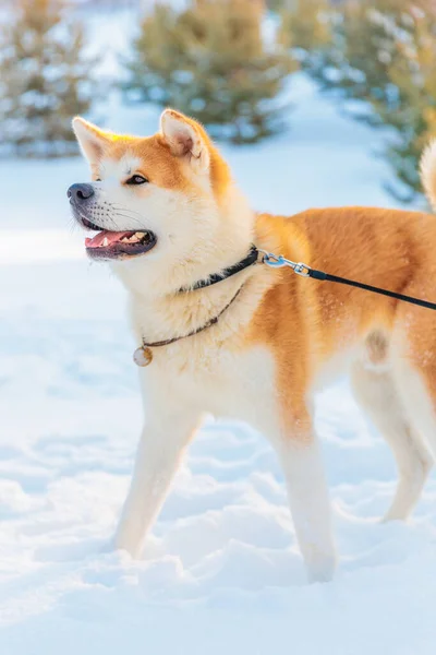 Akita Inu Nun Kış Parkındaki Köpek Portresi Karlı Kış Arkaplanı Telifsiz Stok Imajlar