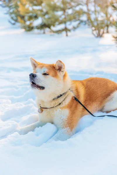 Akita Inu Kutya Portré Téli Parkban Havas Téli Háttér Napsütés Stock Fotó