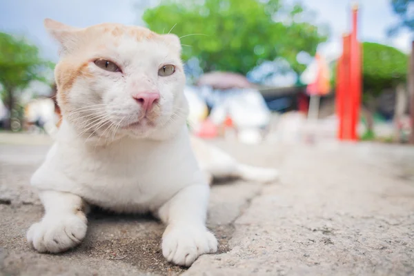 Gato relaxa e sonhos — Fotografia de Stock