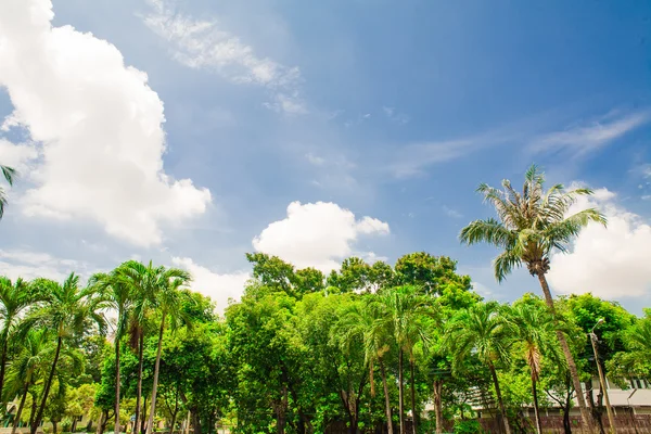 Parque florestal verde com céu azul — Fotografia de Stock