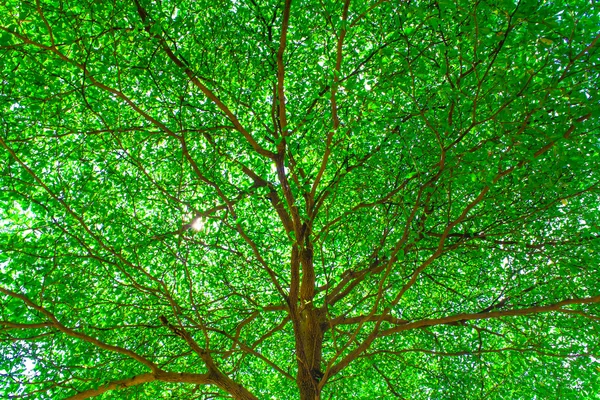 绿色背景离开公园树的性质 — 图库照片