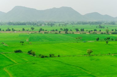 Yeşil pirinç tarlaları Tayland northern Highlands