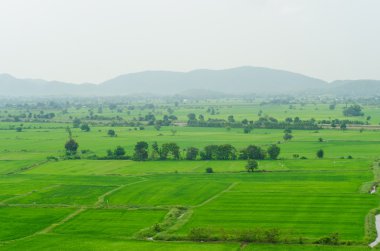Bulutlu gün çeltik pirinç alanında peyzaj