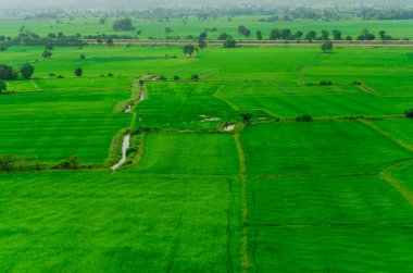 Tayland pirinç alan yeşil çimen