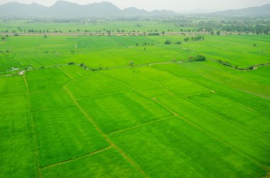 Pirinç tarlası yeşil çimen mavi gökyüzü bulutlu manzara