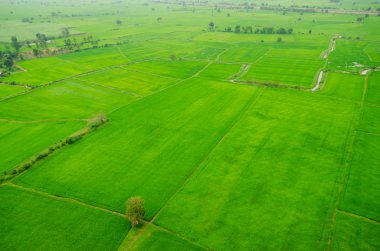 alan yeşil çim mavi gökyüzü bulut Clear peyzaj adam pilav