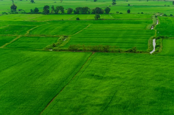Rizs mező zöld fű háttér — Stock Fotó