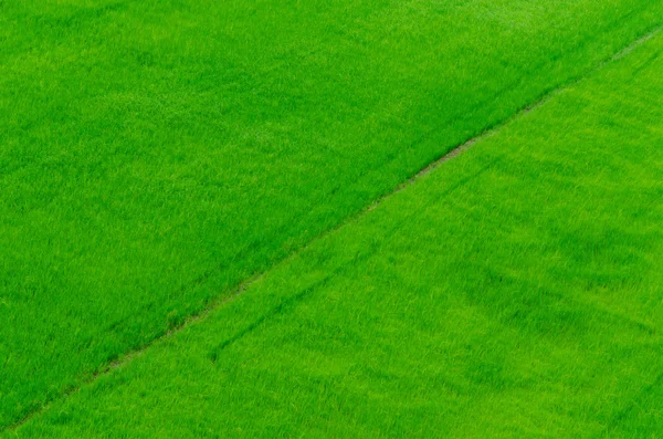 Paddy ris fält bakgrundsstruktur — Stockfoto