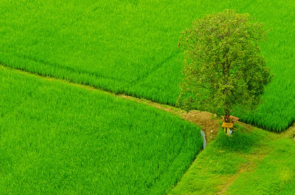 Rizs mező háttér magányos fa — Stock Fotó