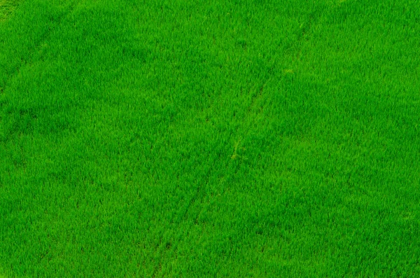 Riso campo verde erba blu cielo nube nuvoloso sfondo — Foto Stock