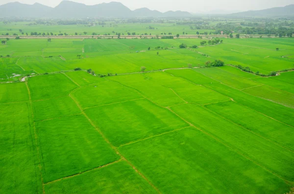 rice field el naturalista