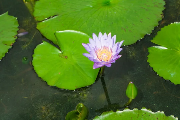 Loto en estanques. serenidad en la naturaleza —  Fotos de Stock