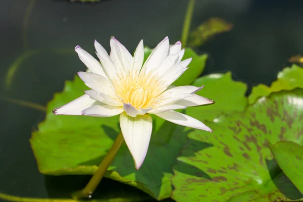Flor de loto blanco florece al amanecer — Foto de Stock