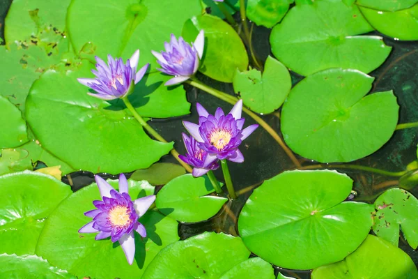 Lotus in Teichen. Es gibt viele Blütenblätter. im Park. — Stockfoto