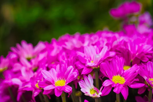 Bouquet of beautiful chrysanthemums — Stock Photo, Image
