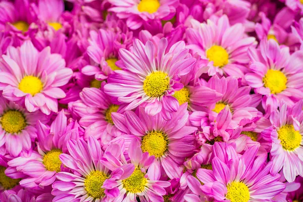ピンク色の美しい花菊の花のクローズ アップ — ストック写真