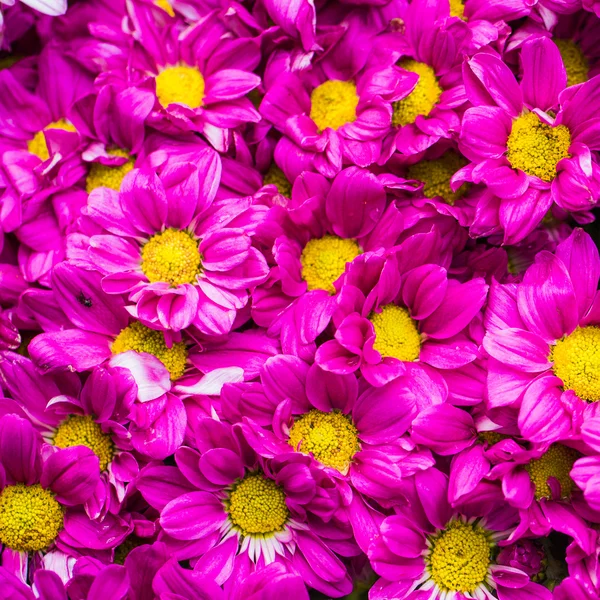 ピンク色の美しい花菊の花のクローズ アップ — ストック写真