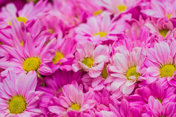 Nahaufnahme von schönen Blumen rosa Chrysanthemen — Stockfoto