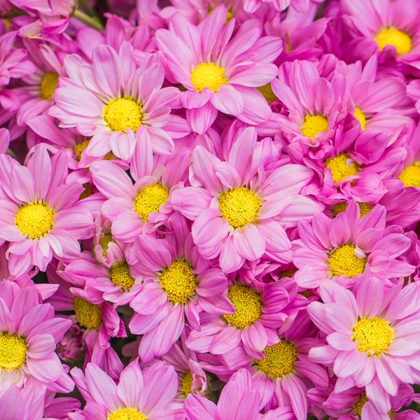 Primo piano di bellissimi fiori crisantemi rosa — Foto Stock