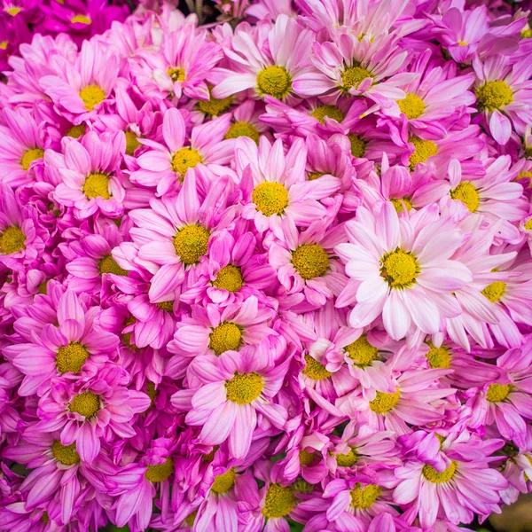 ピンク秋菊の花束 — ストック写真