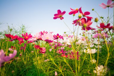 gökyüzü arka plan güzel kozmos çiçekleri