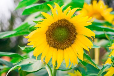 Ayçiçeği bir yaz gününde