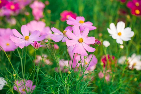 Rosa Kosmos Blume Familie Compositae — Stockfoto