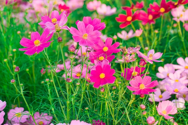Barva z kosmu květ — Stock fotografie