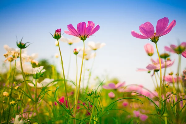 美丽的波斯菊花海天空背景 — 图库照片