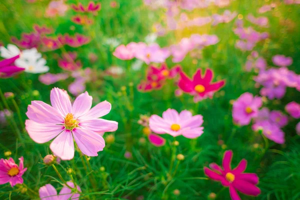 Krásné cosmos květiny na pozadí oblohy — Stock fotografie