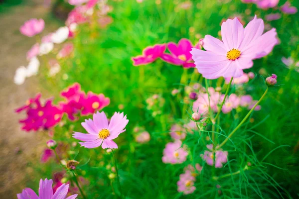 Cosmos rosa familia de flores compositae — Foto de Stock